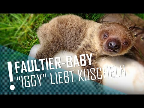 Faultier "Iggy" ist ganz verkuschelt | DER TIERKANAL