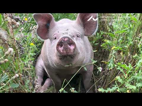 Trees for a more sustainable outdoor pig production