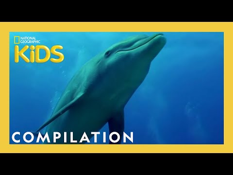 Awesome 8 Animals | 13 Minutes | Nat Geo Kids Compilation | 