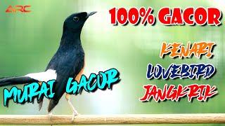 MURAI BATU GACOR MANCING EMOSI ISIAN KENARI LOVEBIRD JANGKRIK | FULL NGOTOT