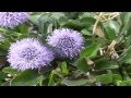 Download Globularia Bisnagarica Fiori E Piante Della Montagna Bellunese 23 04 2015 Mp3 Song