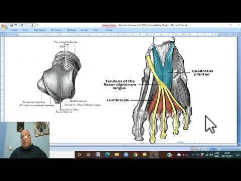 Musculo-skeletal Module ,Anatomy of Lower Limb in Arabic 18 (Foot , part 2 )