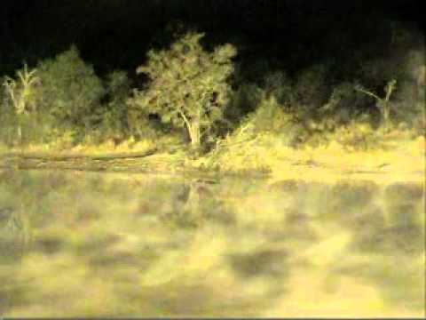 First Live Hyena Kill - Djuma Dam Cam - Aug 3, 2011