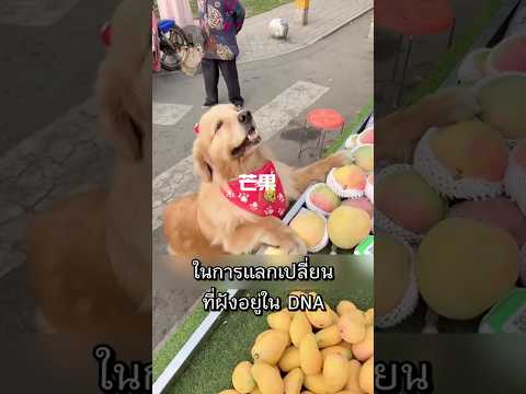 โกลเด้นผู้หาเลี้ยงทั้งบ้านด้วยตัวเอง #shorts #สัตว์โลกน่ารัก #คลายเครียด