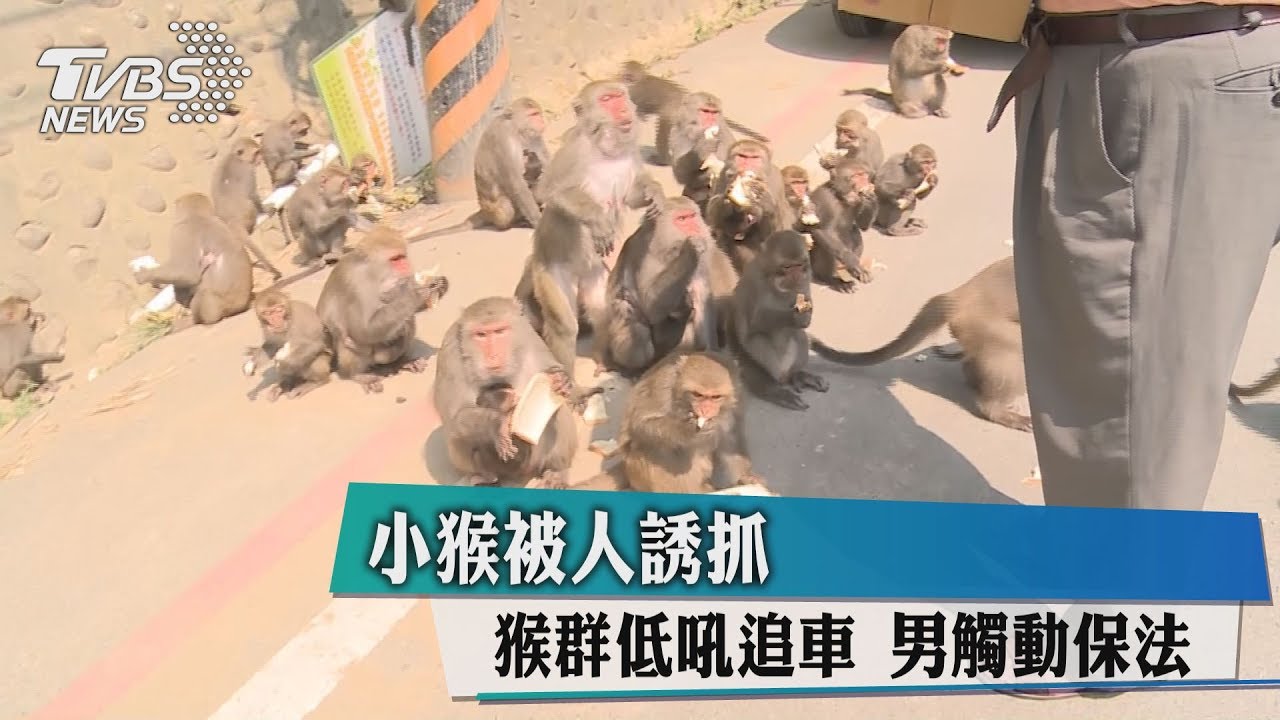 小猴被人誘抓 猴群低吼追車男觸動保法