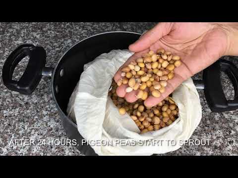 , title : 'Making Toor Dal Sprouts at home (Pigeon Peas) (arhar dal) | కంది మొలకలు |  अंकुरित तुवर दाल'