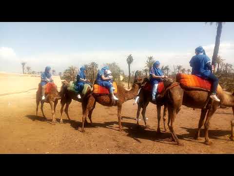 Camel Ride Marrakech | Camel ride at the Palmeraie of Marrakech
