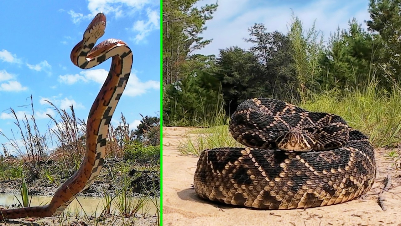 My Top 10 Wildest Snake Encounters of 2025: One of Them Chased Me!
