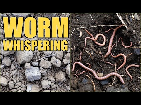 Ancient Garden Secret: How to Attract Billions of Earthworms with Companion Planting
