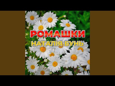 Ромашки білі