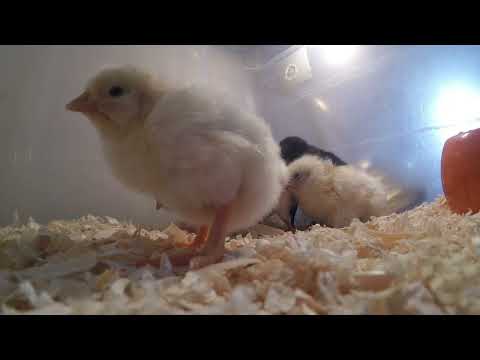 Chicks Chirping Sounds - Baby Chicken Sounds 20 Minutes - Incubator Sound Helps Chicks Hatch
