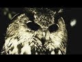 In The Woods - Yearning the seeds of a new dimension (  The Owl Video )
