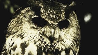 In The Woods - Yearning the seeds of a new dimension (  The Owl Video )