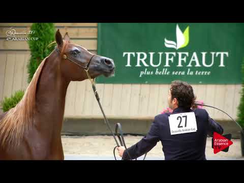 N.27 TAIMA ATHBAH - Deauville 2017 - Fillies 2 years old (Class 2)