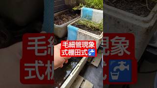 【農学修士地獄#sdgs 】発泡スチロール植木鉢を毛細管現象棚田にして、#蔓万年草 を植える雨の日は#ベランダ菜園 #食べられる草 #園芸 #独身中年 。