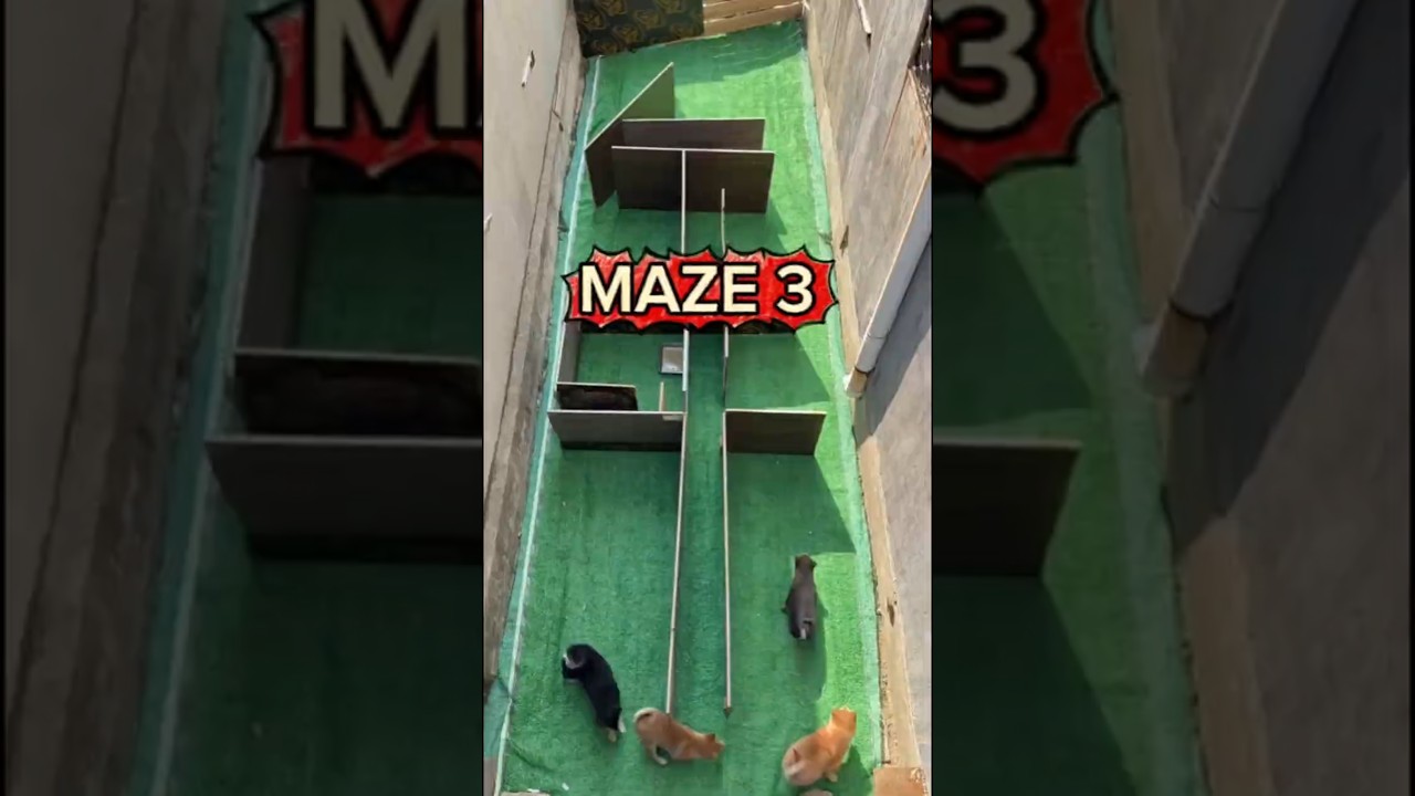 Brown Dog Wins the Ultimate Maze Race 🐶🏆 #DogMaze #SmartDog #AnimalLovers