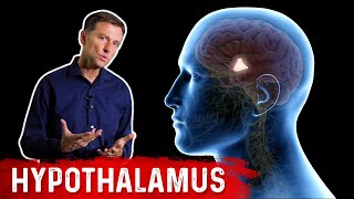 What Does the Hypothalamus Do?