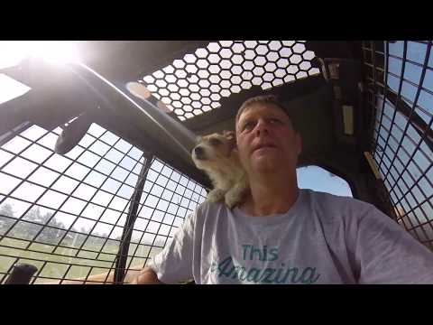 YouTube video about: How to repair lawn damaged by rabbits?