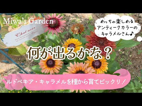 ルドベキアは耐寒性がありますか? 植物
