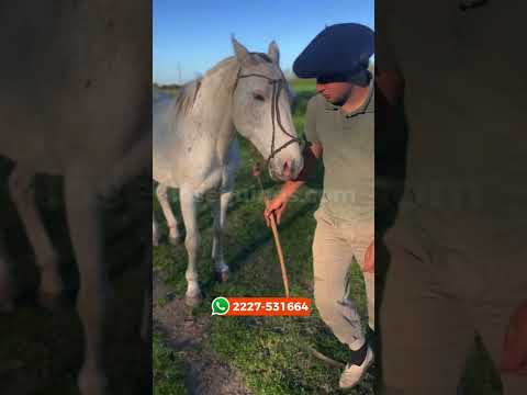 Caballo Tordillo canela manso de andar - $2.400.000 - LOSEQUINOS.COM