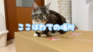 猫と荷物を開けるとこうなります笑 足長マンチカン まる Munchkin cat