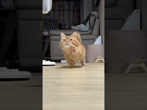 아니 이고양이 심장에 너무 해롭잖아