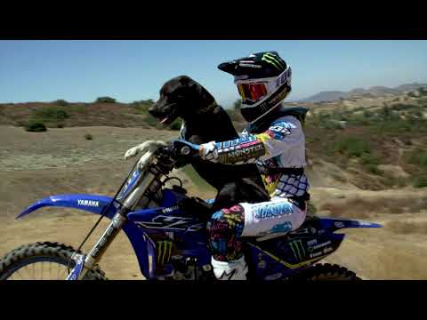 Pit Bull Whips Dirt Bike!