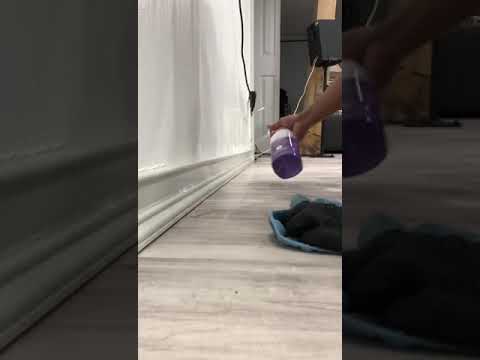 Dirt Docs Cleaning Service video.