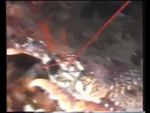 [1080p60] HRT 2, 2005. - ident raka