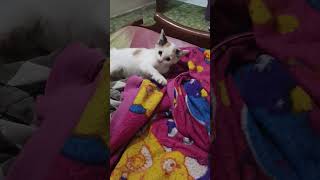 Download lagu anak nya citos,, aktif banget#catlovers #citos #videoshort #virlashort #trendingshorts mp3