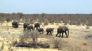 preview picture of video 'De olifanten van Etosha (Namibië)'