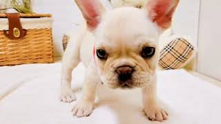 フレンチブルドッグの動画01