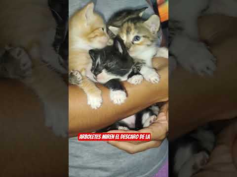 Los siguen Botando 😔En Arboletes Antioquia ⛑️Buscan familia en Medellín