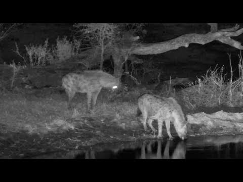 Djuma: Two Hyenas in for a drink - 21:50 - 10/04/18