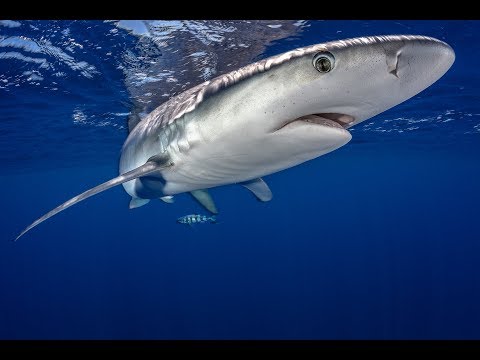 Planet Wissen: Haie – Jäger & Gejagte ©SWR mit dem Meeresbiologen Robert Marc Lehmann