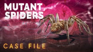 Case File #4 |Mutant spiders