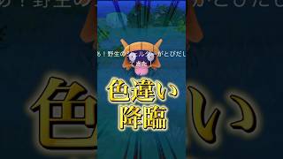 色違いシェルダーきた！アツすぎる1時間をプレイ！