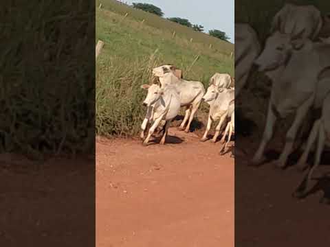 Boiada Bom Jesus do Araguaia