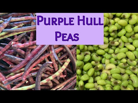 Preserving purple hull peas without canning. Small batch method.