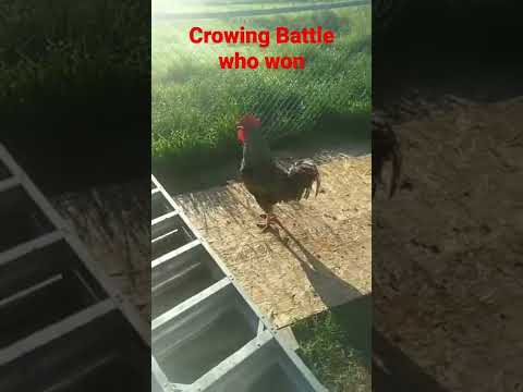 crowing Battle who won