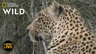 Safari Live - Day 378 | Nat Geo Wild