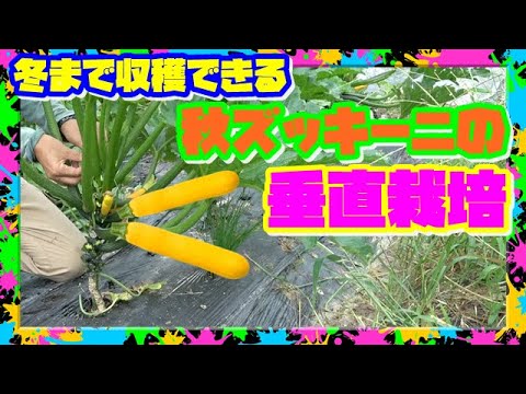 ズッキーニの鉢植えを始めるのに最適な時期はいつですか?  庭園