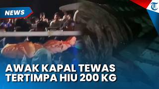 ASYIK MAIN HP, Awak Kapal Tewas Tertimpa Hiu 200 KG Di Perairan Selat Alas NTT