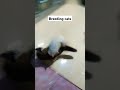 mature cats 😂 #cats #mature #breeding #pussy #monkey #cute #shorts #fyp