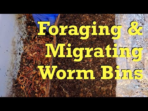 Foraging & migration in worm composting systems - vermicompost