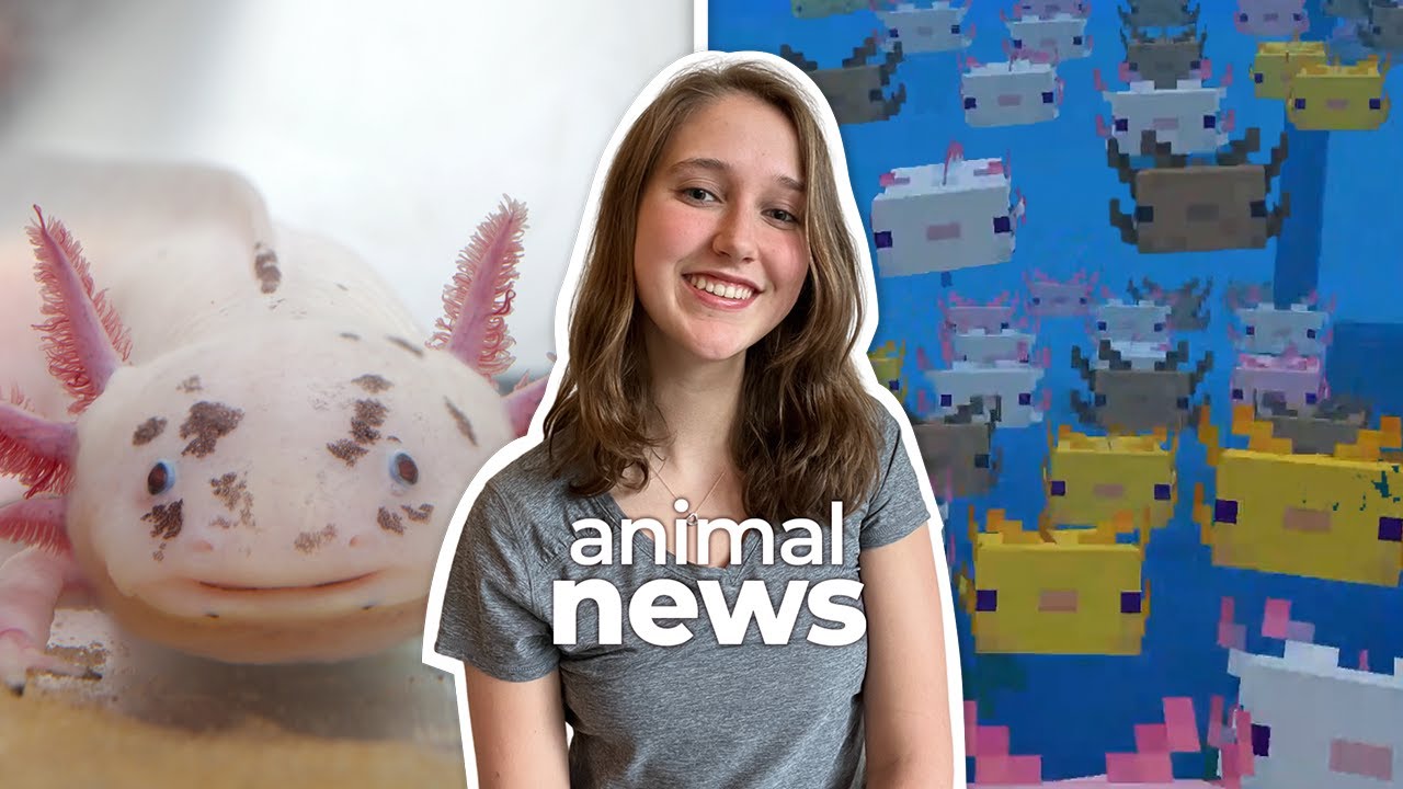 Meet the axolotl, a Minecraft mob and real-life amphibian | CBC Kids News