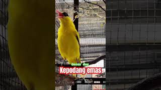 Download lagu Pancingan kepodang emas gacor mp3