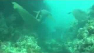 Following Nurse Shark at the bottom of ocean, versus vs