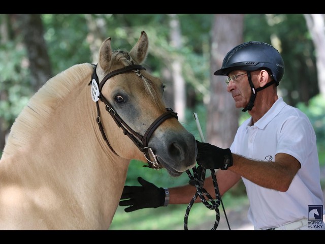Hongre - Fjord - 4 ans - Polyvalent - France
