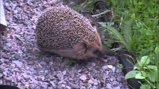 preview picture of video 'DOF Animal: Hedgehog'